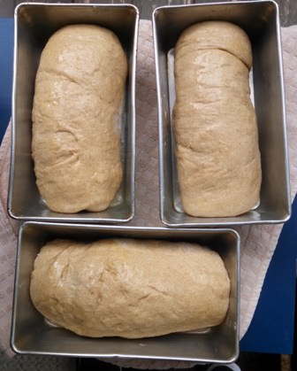 Dough ready to rise into loaves of bread.