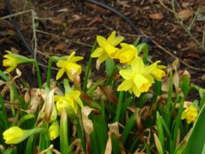 Daffodils awaking from winter